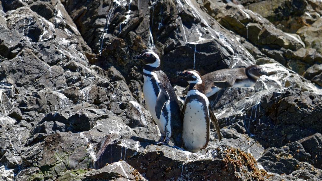 11 - Île de Chiloé (4) - Manchot de Magellan.jpg